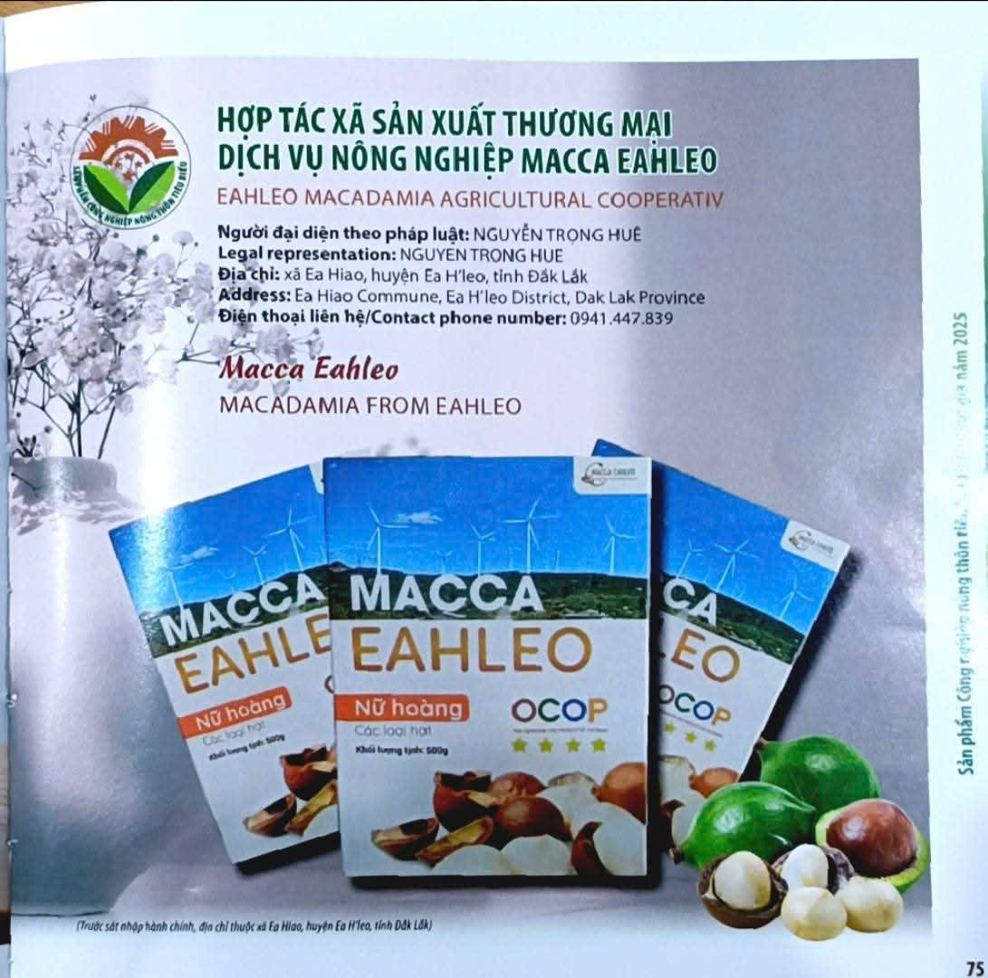 Hạt Mắc Ca Sấy Nứt Vỏ Macca EaHleo - Đặc Sản OCOP 4 Sao Thượng Hạng Từ Đất Đỏ Tây Nguyên - Ảnh 4